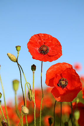 Remembrance Day and The Poppy - The Library Blog