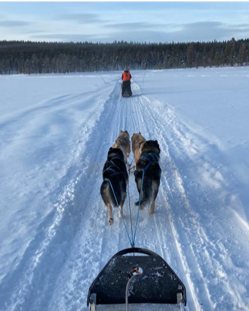 Dog Sledding!